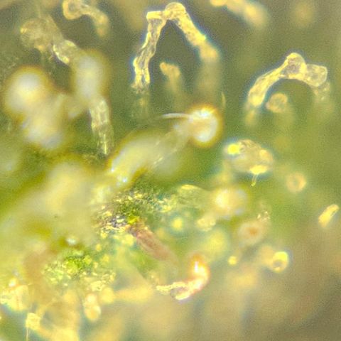 Purple Lemonade Autos growlog timeline photo