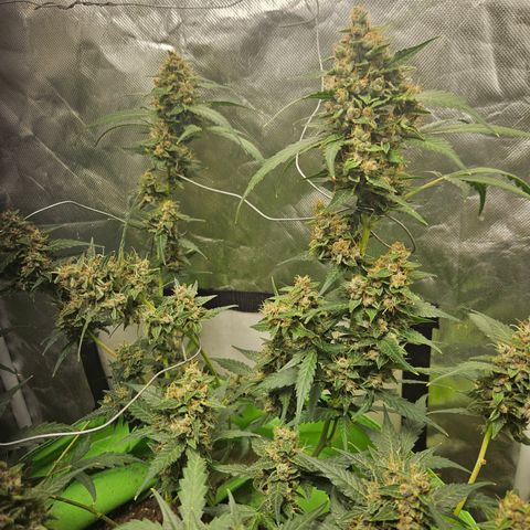 Purple Lemonade Autos growlog timeline photo