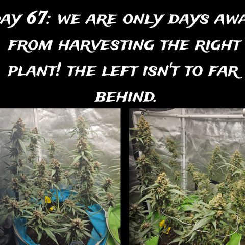 Purple Lemonade Autos growlog timeline photo