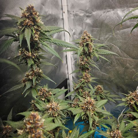 Purple Lemonade Autos growlog timeline photo