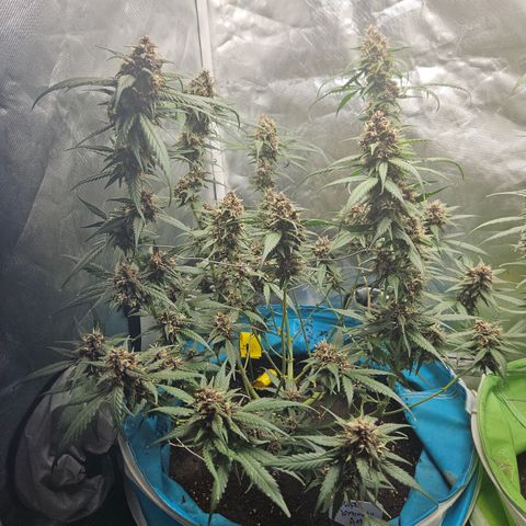 Purple Lemonade Autos growlog timeline photo
