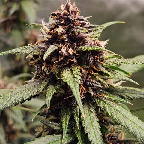 Purple Lemonade Autos growlog timeline photo