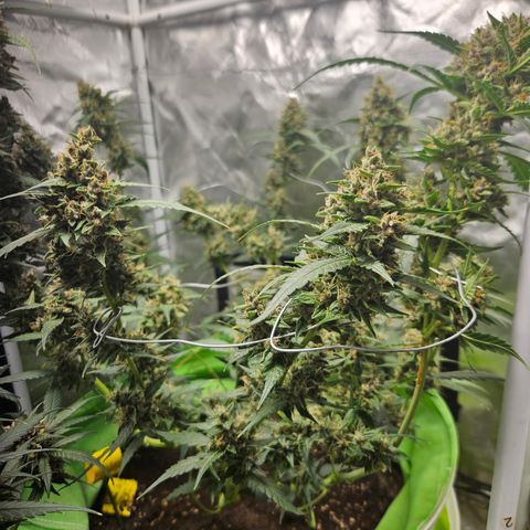 Purple Lemonade Autos growlog timeline photo