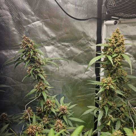 Purple Lemonade Autos growlog timeline photo