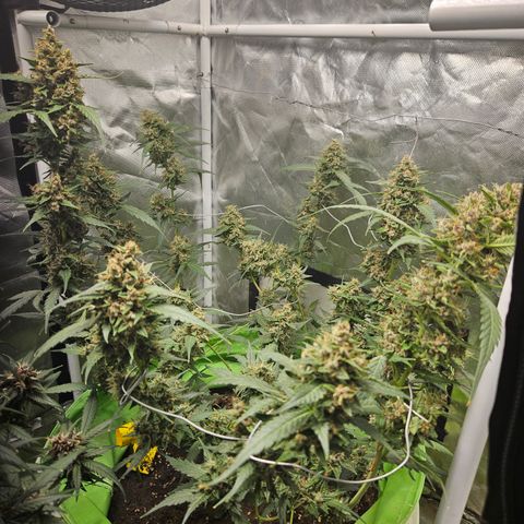 Purple Lemonade Autos growlog timeline photo