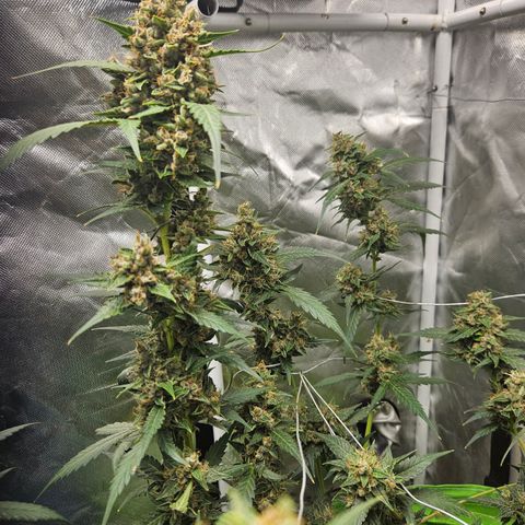 Purple Lemonade Autos growlog timeline photo