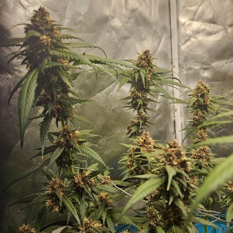 Purple Lemonade Autos growlog timeline photo