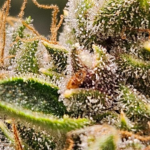 Purple Lemonade Autos growlog timeline photo