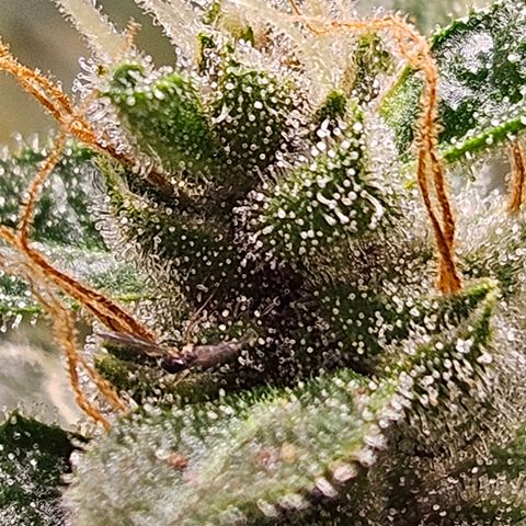 Purple Lemonade Autos growlog timeline photo