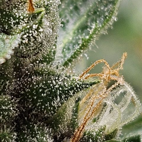 Purple Lemonade Autos growlog timeline photo