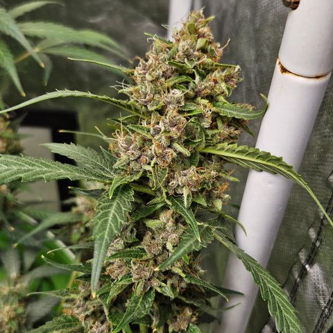 Purple Lemonade Autos growlog timeline photo