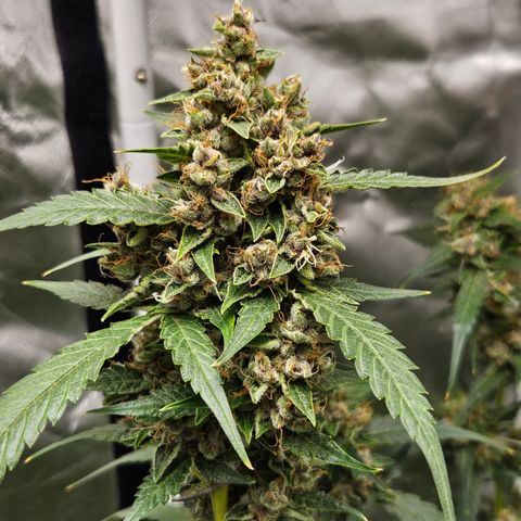 Purple Lemonade Autos growlog timeline photo