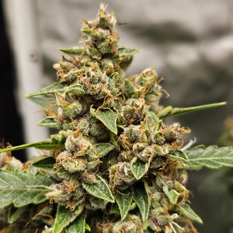 Purple Lemonade Autos growlog timeline photo