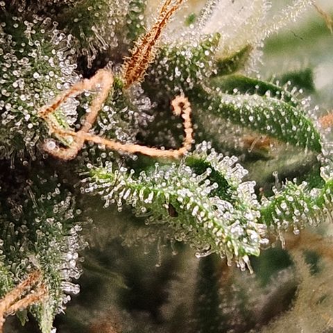 Purple Lemonade Autos growlog timeline photo