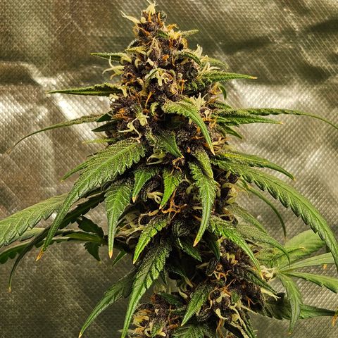 Purple Lemonade Autos growlog timeline photo