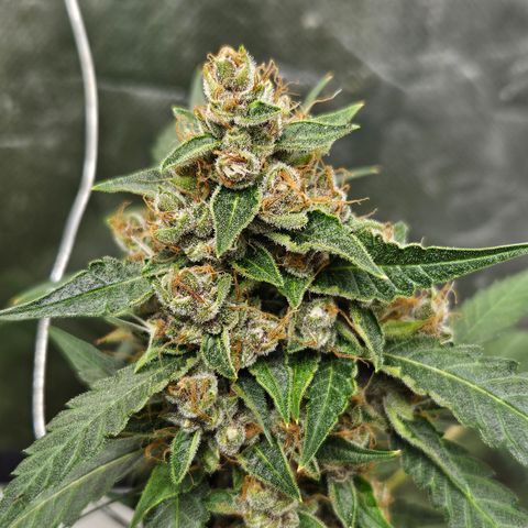 Purple Lemonade Autos growlog timeline photo