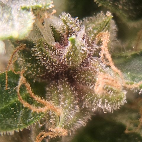 Purple Lemonade Autos growlog photo: What you see here is the right plant...... she is getting that purple strain showing through! 