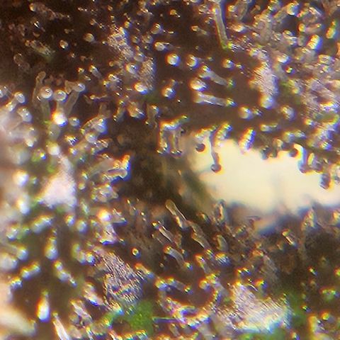 Purple Lemonade Autos growlog timeline photo