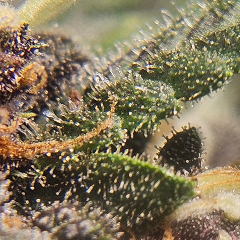 Purple Lemonade Autos growlog timeline photo