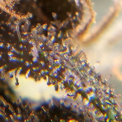 Purple Lemonade Autos growlog timeline photo