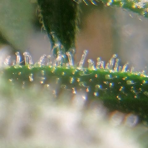 Purple Lemonade Autos growlog timeline photo