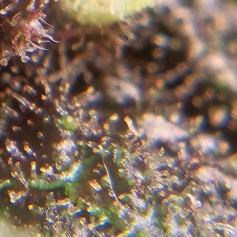 Purple Lemonade Autos growlog timeline photo
