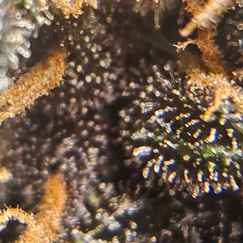 Purple Lemonade Autos growlog timeline photo
