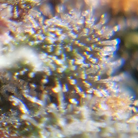 Purple Lemonade Autos growlog timeline photo