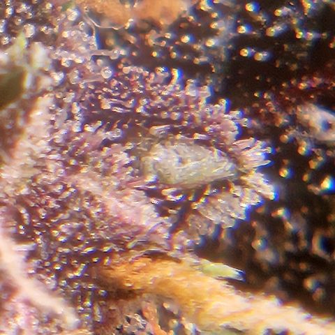 Purple Lemonade Autos growlog timeline photo