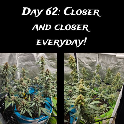 Purple Lemonade Autos growlog timeline photo