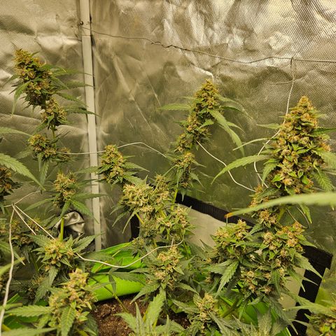 Purple Lemonade Autos growlog timeline photo