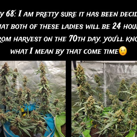 Purple Lemonade Autos growlog timeline photo