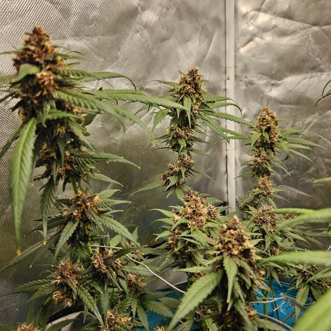 Purple Lemonade Autos growlog timeline photo