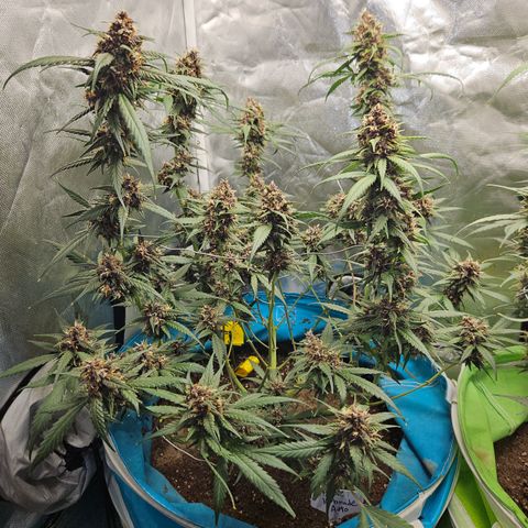 Purple Lemonade Autos growlog timeline photo