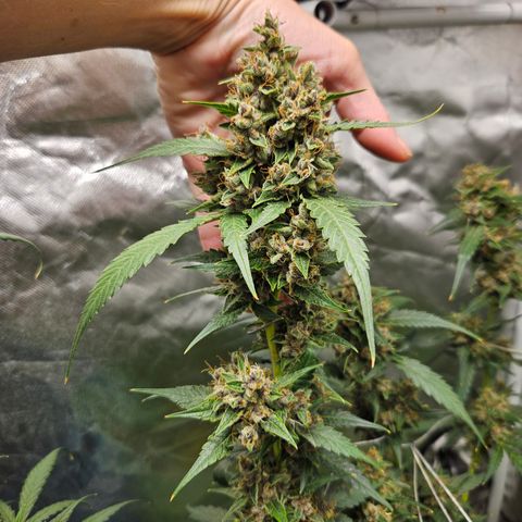 Purple Lemonade Autos growlog timeline photo