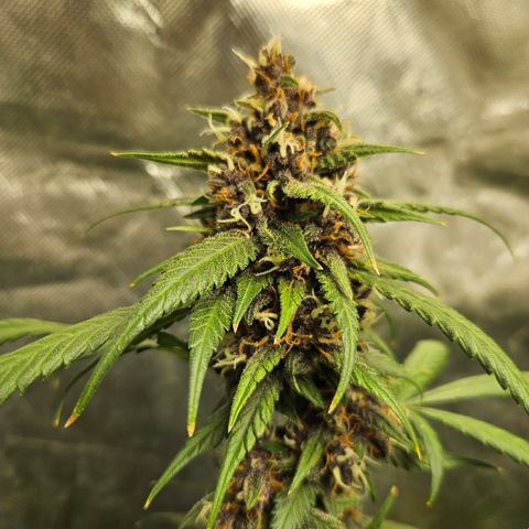 Purple Lemonade Autos growlog timeline photo