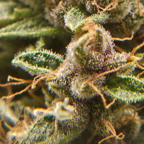 Purple Lemonade Autos growlog timeline photo