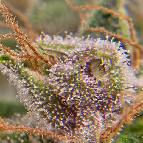 Purple Lemonade Autos growlog timeline photo