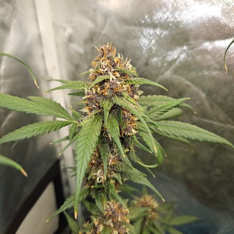 Purple Lemonade Autos growlog timeline photo