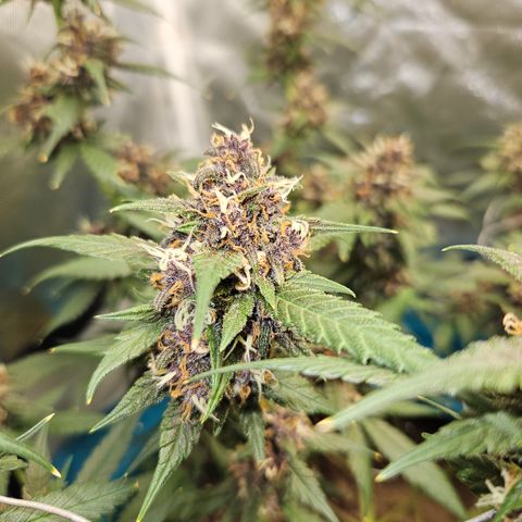 Purple Lemonade Autos growlog timeline photo