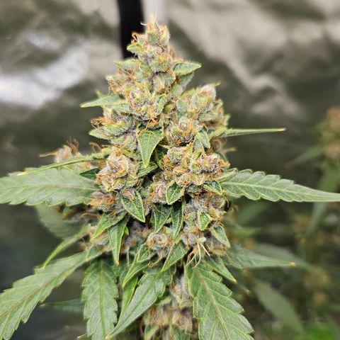 Purple Lemonade Autos growlog timeline photo