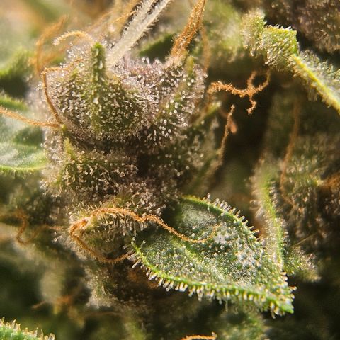 Purple Lemonade Autos growlog timeline photo