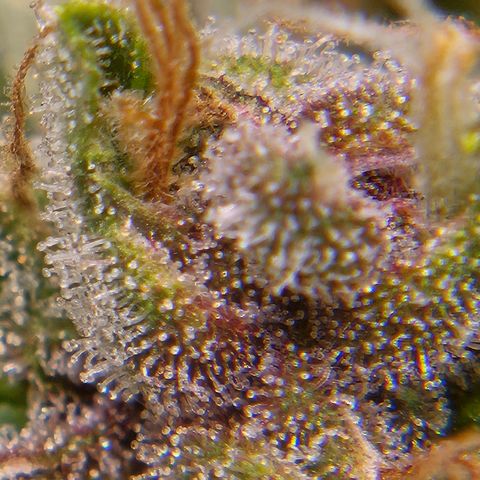 Purple Lemonade Autos growlog timeline photo