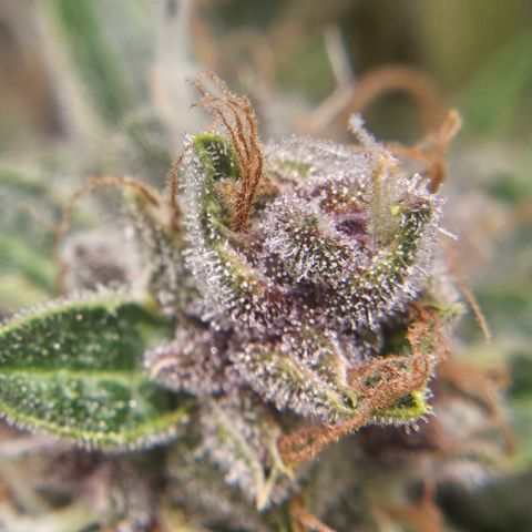 Purple Lemonade Autos growlog timeline photo