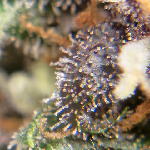 Purple Lemonade Autos growlog timeline photo