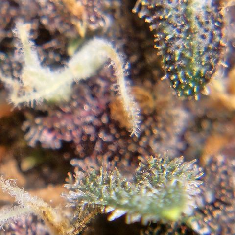 Purple Lemonade Autos growlog timeline photo