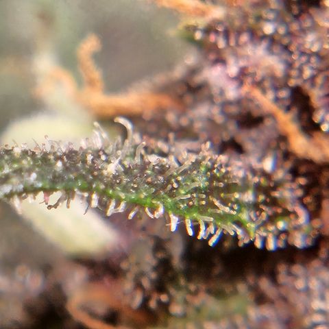 Purple Lemonade Autos growlog timeline photo