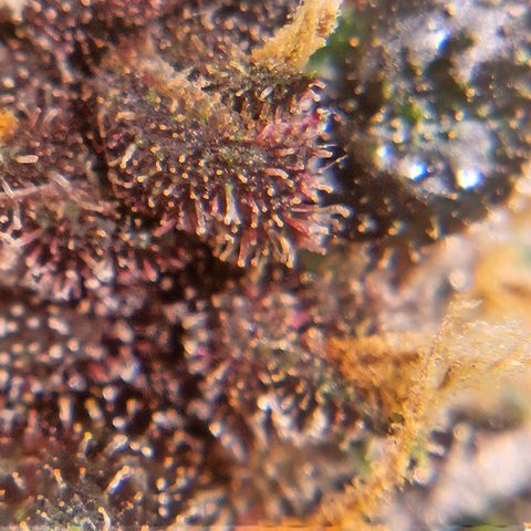 Purple Lemonade Autos growlog timeline photo