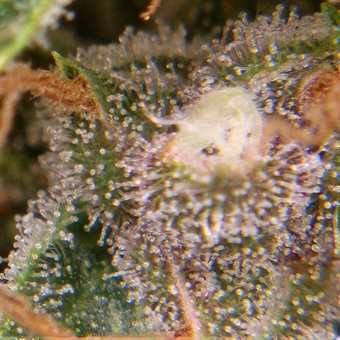 Purple Lemonade Autos growlog timeline photo