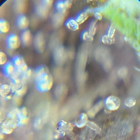 Purple Lemonade Autos growlog timeline photo